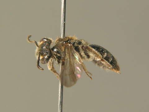 Image of Andrena semilaevis Pérez 1903