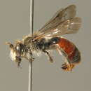 Image of Andrena labiata Fabricius 1781