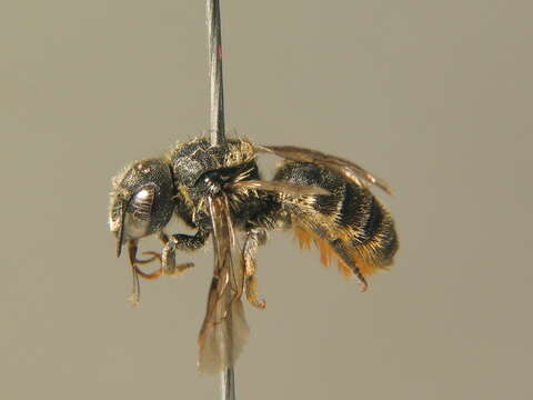 Image of <i>Osmia spinulosa</i>