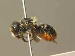 Image of Osmia leaiana (Kirby 1802)