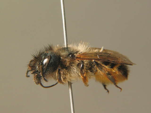 Image of Osmia rufa (Linnaeus 1758)