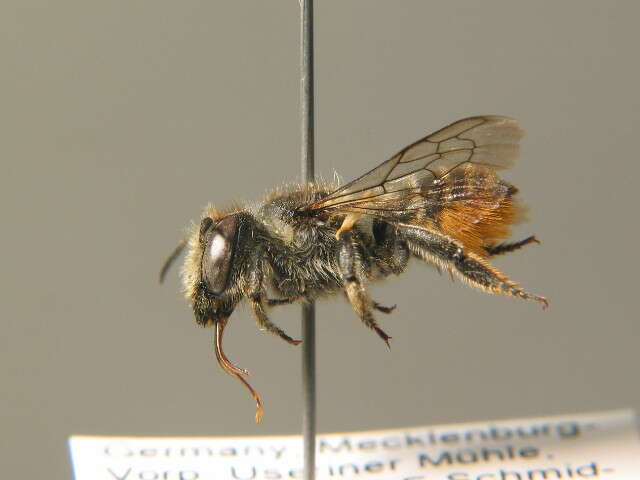 Image of Megachile leaf-cutter bee