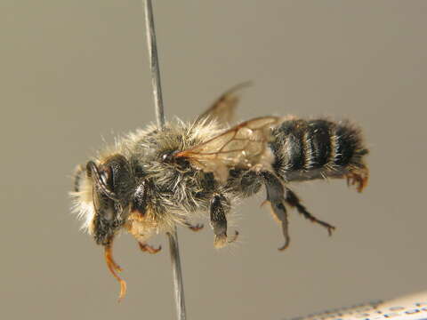 Megachile circumcincta (Kirby 1802) resmi