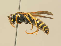 Image of Polistes nimpha (Christ 1791)