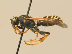 Image of Polistes biglumis (Linnaeus 1758)