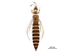 Image of Anaphothrips