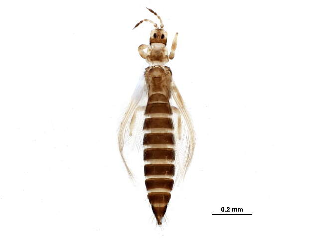 Image of Anaphothrips