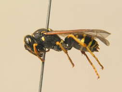 Image of Polistes biglumis (Linnaeus 1758)