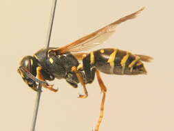 Image of Polistes biglumis (Linnaeus 1758)