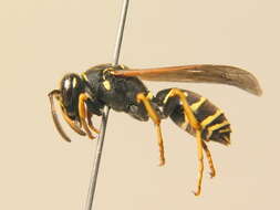 Image of Polistes biglumis (Linnaeus 1758)