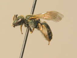 Halictus smaragdulus Vachal 1895的圖片