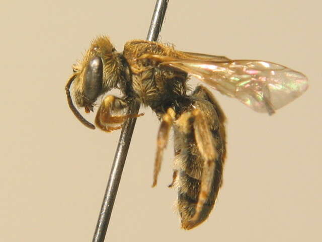 Image of Halictus subauratus (Rossi 1792)