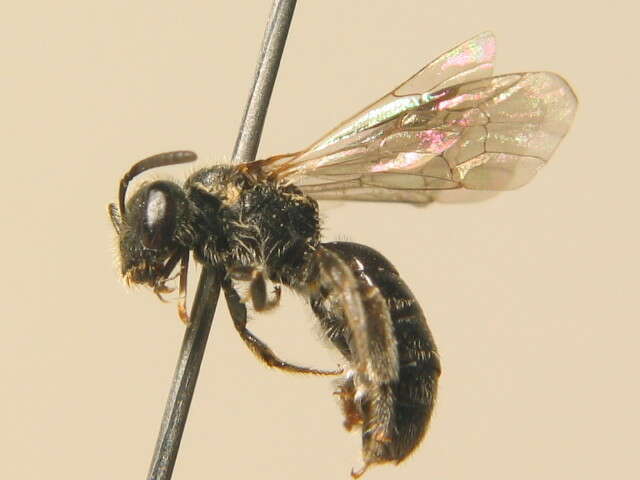 صورة Lasioglossum nitidiusculum (Kirby 1802)