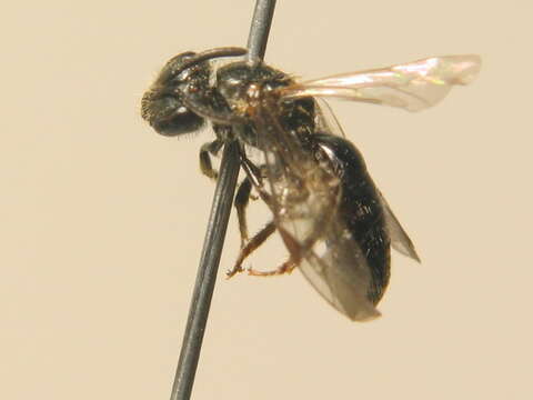 Lasioglossum parvulum (Schenck 1853)的圖片