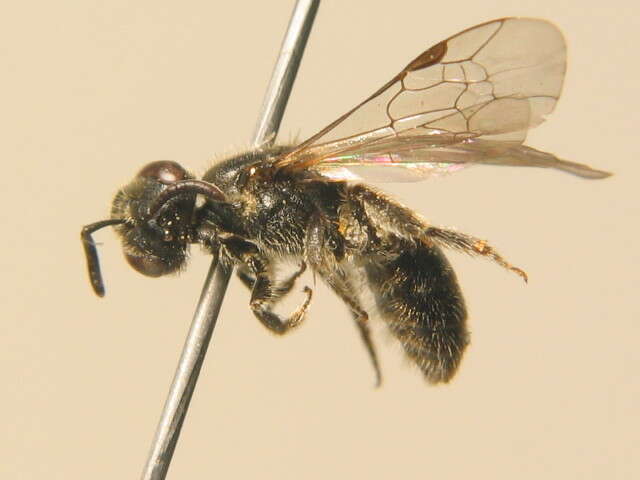 Lasioglossum parvulum (Schenck 1853)的圖片