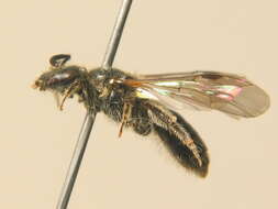 Lasioglossum parvulum (Schenck 1853)的圖片