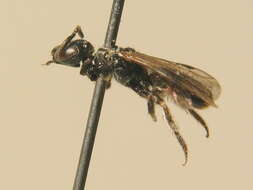 Image of Lasioglossum lucidulum (Schenck 1861)