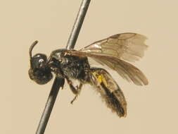 Image of Lasioglossum semilucens (Alfken 1914)