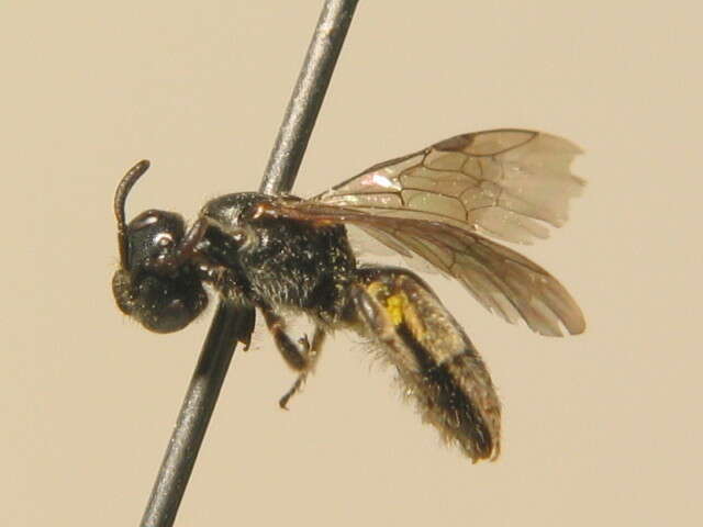 Lasioglossum semilucens (Alfken 1914) resmi