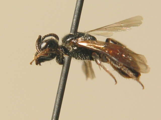 Sphecodes geoffrellus (Kirby 1802) resmi