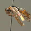 Image of Nematus miliaris