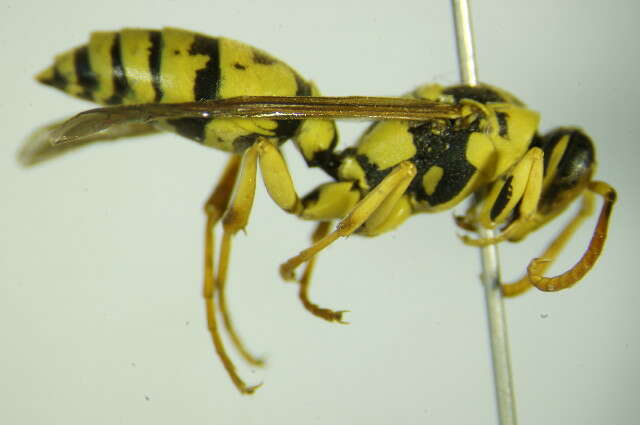 Image of Polistes mongolicus