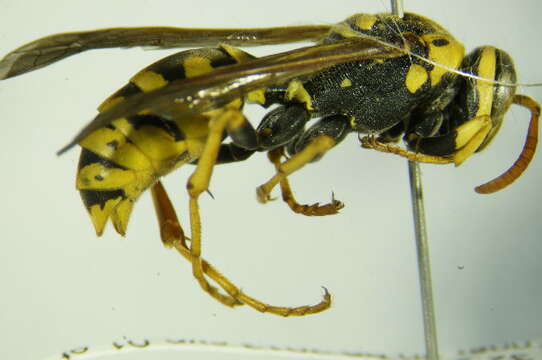 Image of <i>Polistes bucharensis</i>