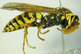 Image of <i>Polistes bucharensis</i>