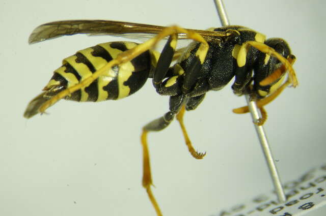 Image of Polistes mongolicus