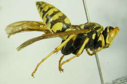 Image of <i>Polistes bucharensis</i>