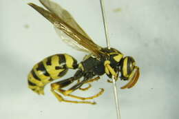 Image of <i>Polistes bucharensis</i>