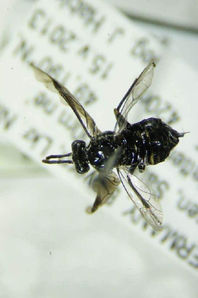 Image of <i>Empria sexpunctata</i>