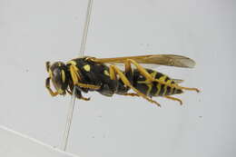 Image of <i>Polistes austroccidentalis</i>