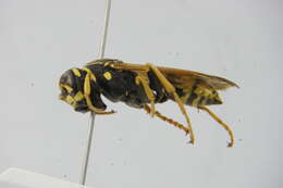 Image of <i>Polistes maroccanus</i>