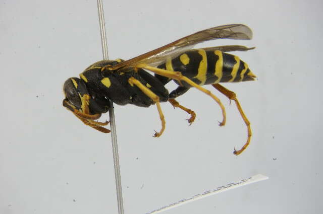 Image of Polistes associus Kohl 1898