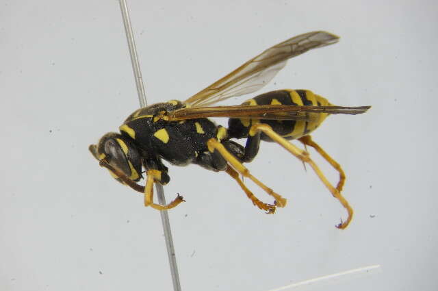 Image of Polistes associus Kohl 1898