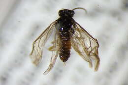 Image of <i>Heterarthrus vagans</i>