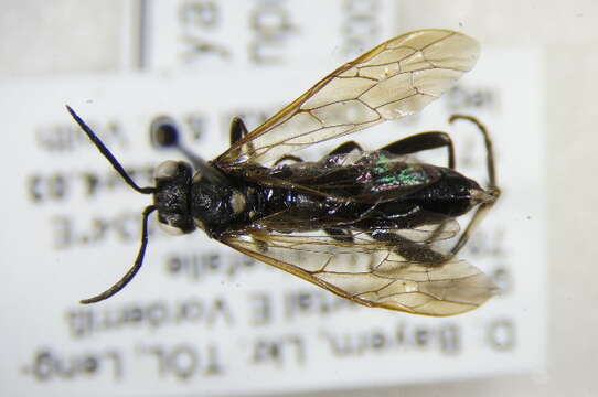 Image of <i>Macrophya duodecimpunctata</i>