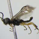 Image of <i>Ametastegia albipes</i>