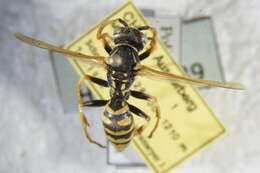 Image of <i>Polistes austroccidentalis</i>