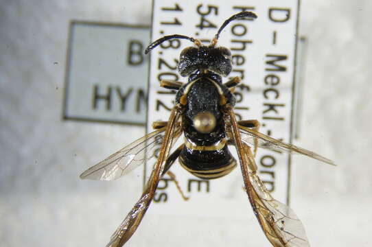 Image of Noble Wasp-sawfly