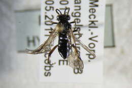 Image of <i>Macrophya sanguinolenta</i>