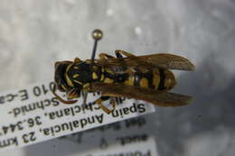 Image of Paper wasp