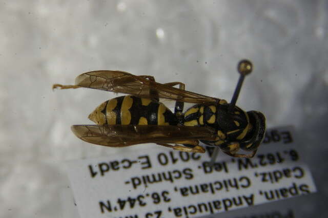 Image of Paper wasp