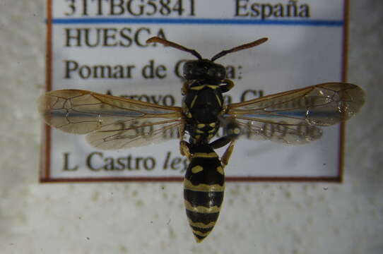 Image of Polistes bischoffi Weyrauch 1937