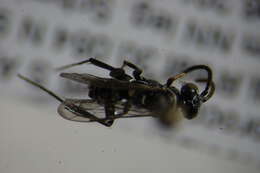 Image of Cuckoo Spider Wasps