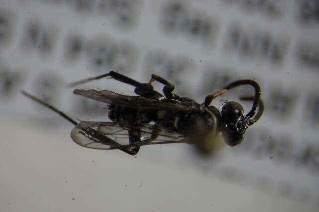 Image of Cuckoo Spider Wasps