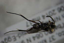 Image of Cuckoo Spider Wasps