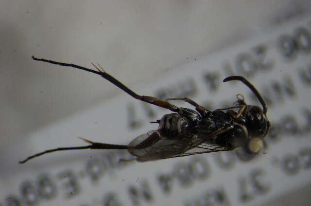 Image of Cuckoo Spider Wasps