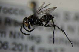 Image of Cuckoo Spider Wasps